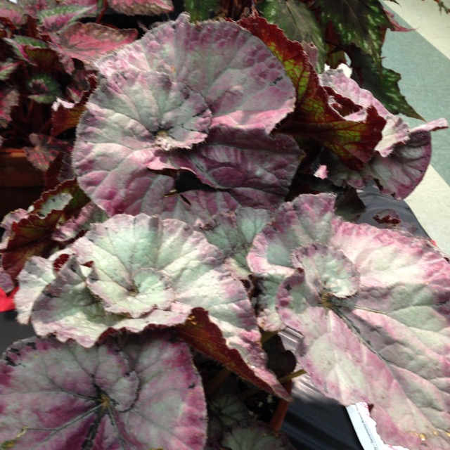 B. ‘Maid Marion’